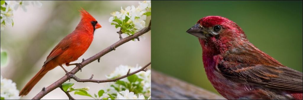 The Red Birds of California