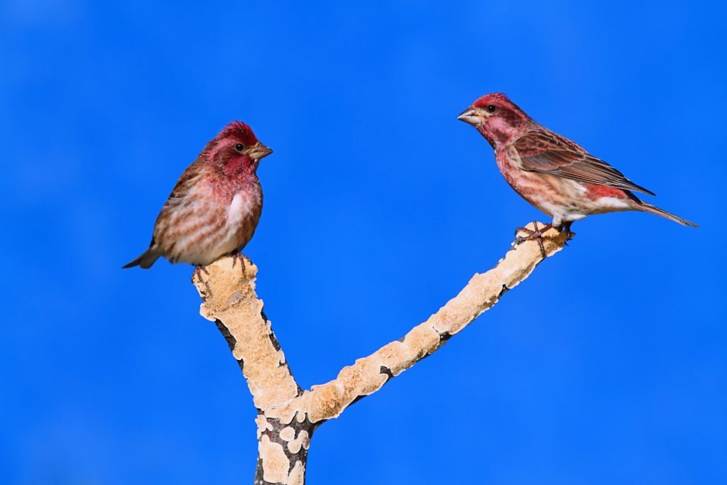 The Red Birds of California