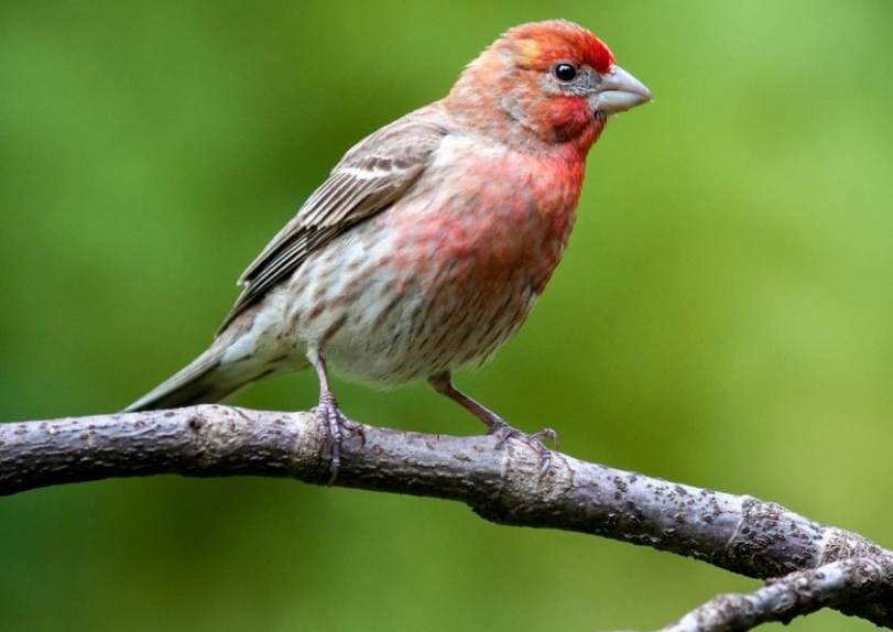 The Red Birds of California