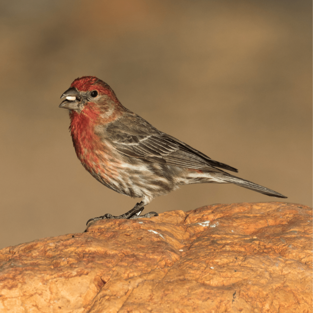 The Red-headed Sparrow-like Bird: A Misnomer for the House Finch