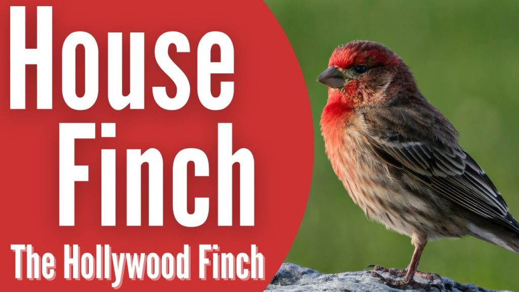 The Red-headed Sparrow-like Bird: A Misnomer for the House Finch