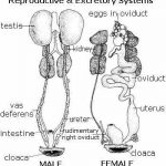 The Role of the Cloaca in Avian Reproduction