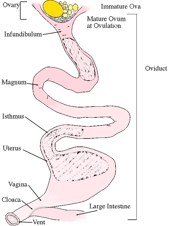 The Role of the Cloaca in Avian Reproduction