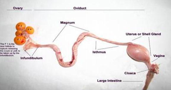 The Role of the Cloaca in Avian Reproduction