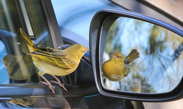 The Spiritual Meaning of Bird Droppings on a Car