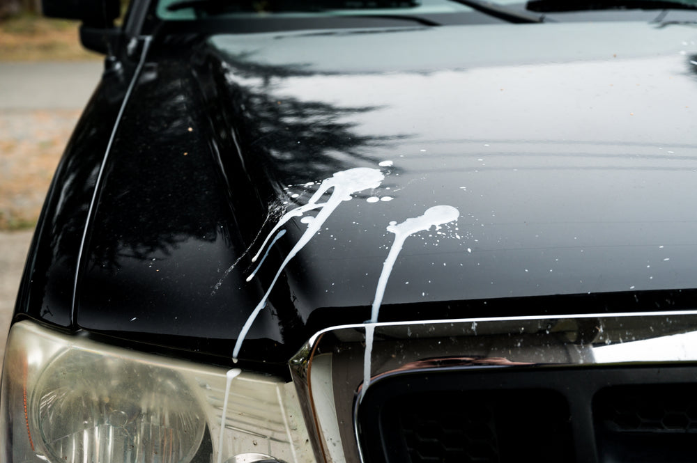 The Spiritual Meaning of Bird Droppings on a Car