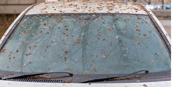 The Spiritual Meaning of Bird Droppings on a Car