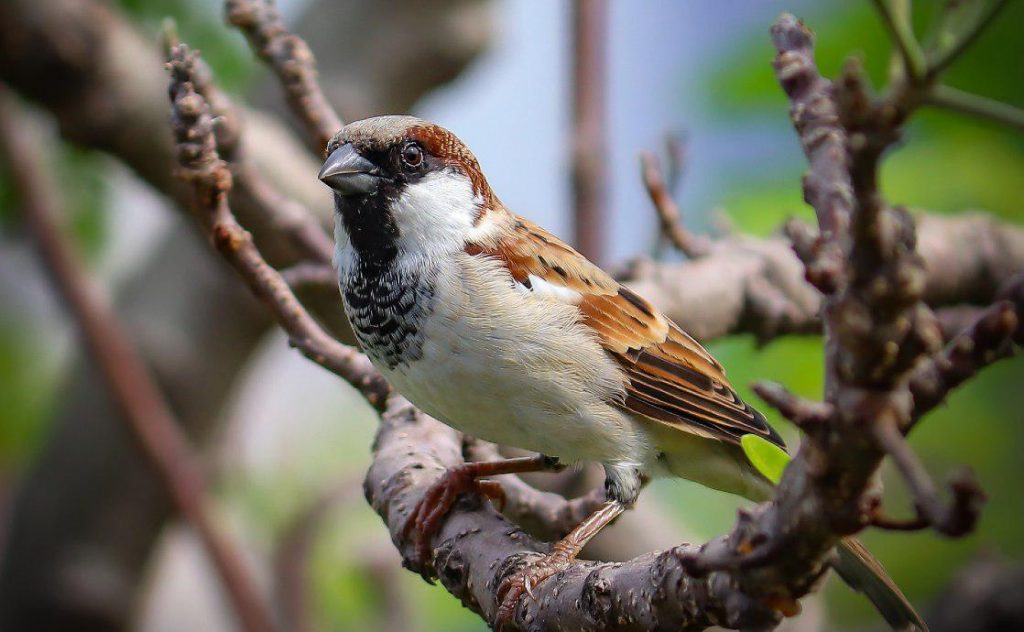 The Symbolic Meaning of Sparrows in Various Cultures