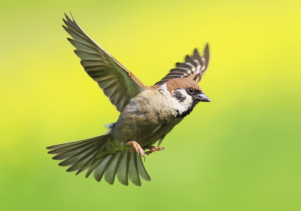 The Symbolic Meaning of Sparrows in Various Cultures