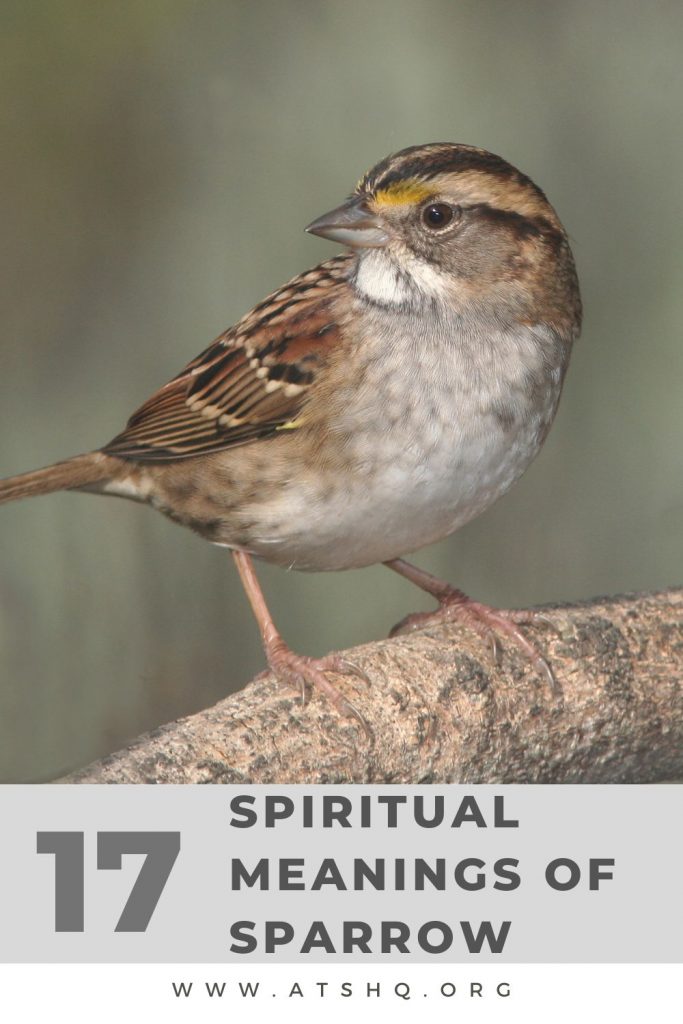 The Symbolic Meaning of Sparrows in Various Cultures