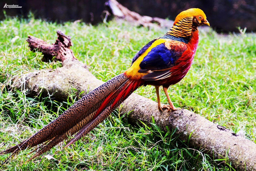 The Top 30 Most Beautiful Birds in the World