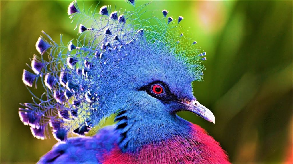 The Top 30 Most Beautiful Birds in the World