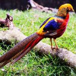 The Top 30 Most Beautiful Birds in the World