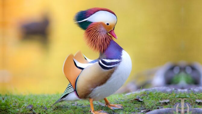 The Top 30 Most Beautiful Birds in the World