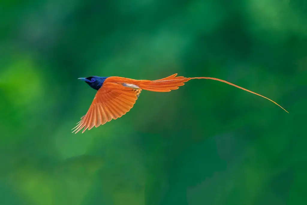 The Top 30 Most Beautiful Birds in the World