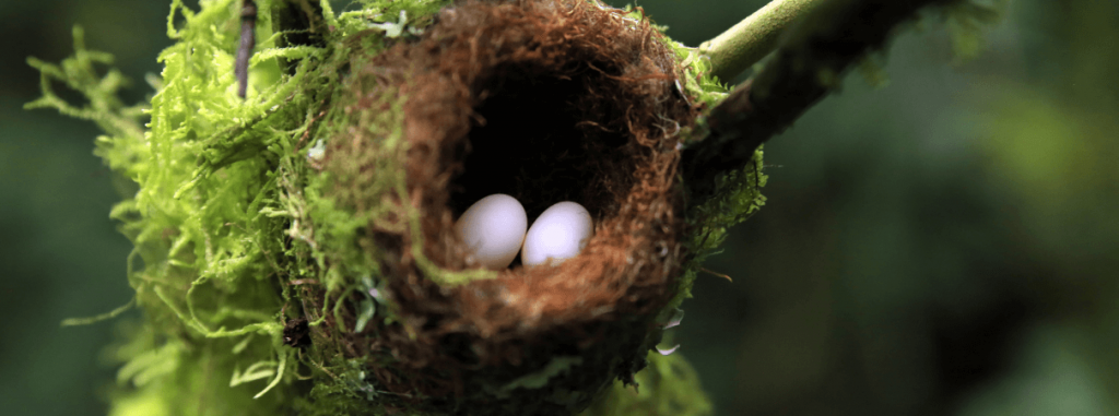 The Worlds Smallest Birds: Hummingbirds and Their Tiny Nests