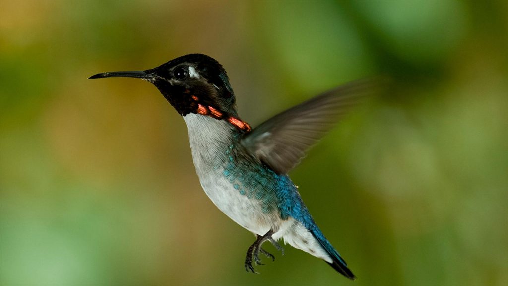 The World's Smallest Birds: Hummingbirds and Their Tiny Nests - Sigloxxi