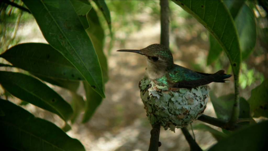 The Worlds Smallest Birds: Hummingbirds and Their Tiny Nests