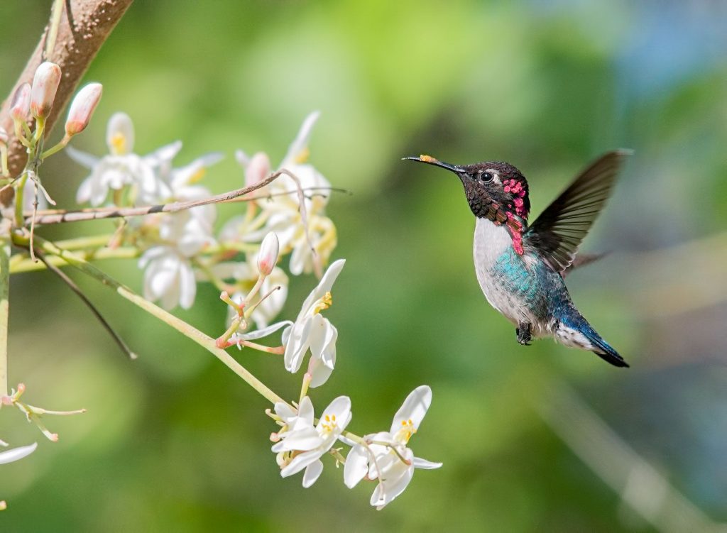 The Worlds Smallest Birds: Hummingbirds and Their Tiny Nests