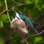 The World’s Smallest Birds: Hummingbirds and Their Tiny Nests