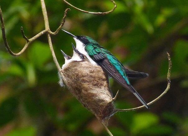 The Worlds Smallest Birds: Hummingbirds and Their Tiny Nests