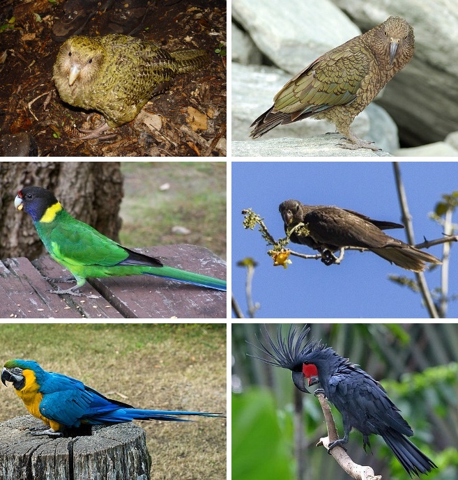 There are around 393 species of parrots.