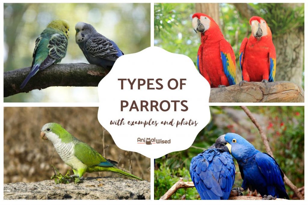 There are around 393 species of parrots.