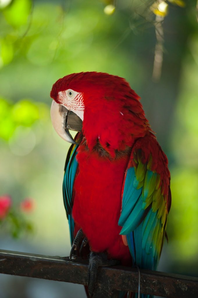 There are around 393 species of parrots.