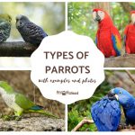 There are around 393 species of parrots.