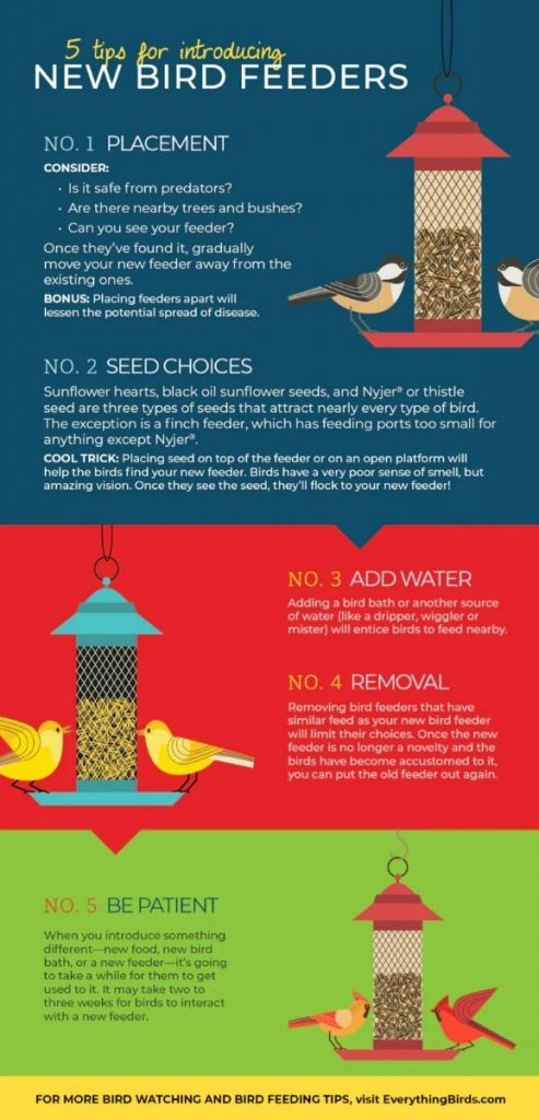 Tips for Attracting Birds to a Feeder