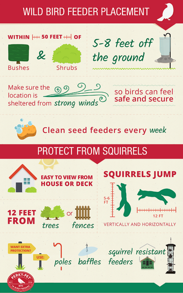 Tips for Attracting Birds to a Feeder