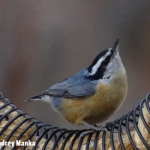 Types of Birds That Eat Peanuts