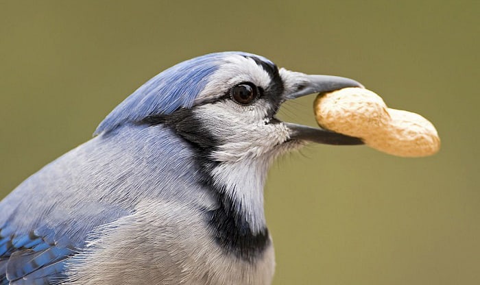 Types of Birds That Eat Peanuts