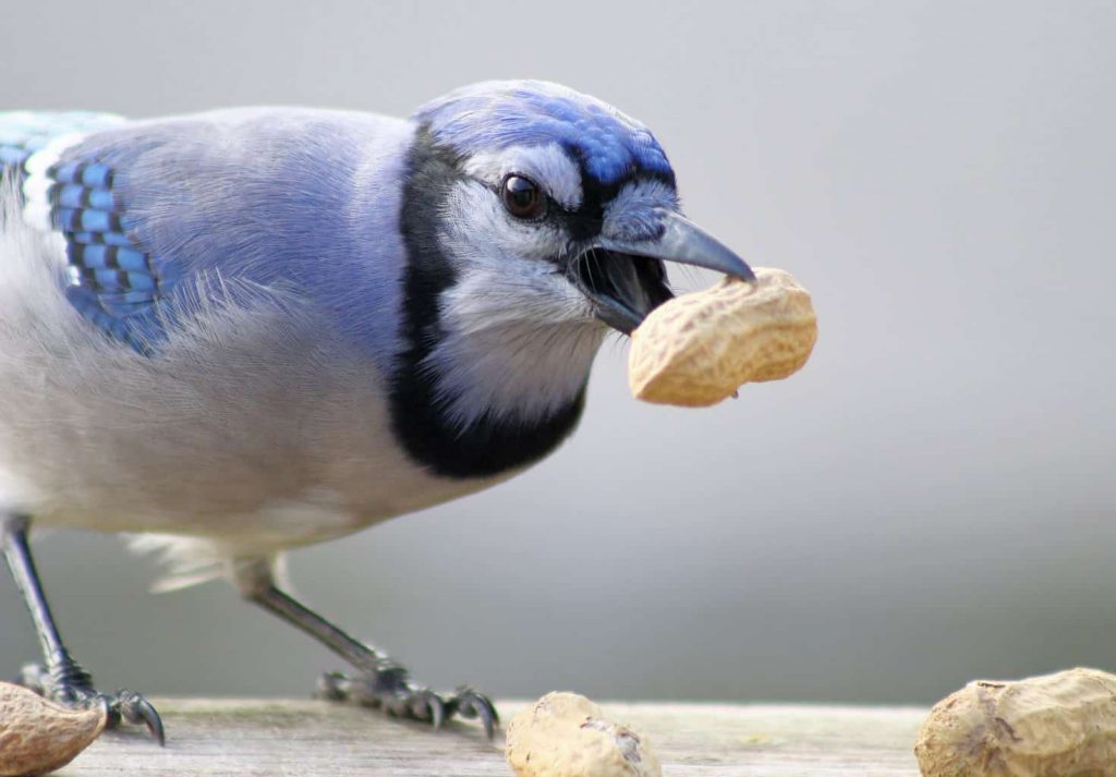 Types of Birds That Eat Peanuts