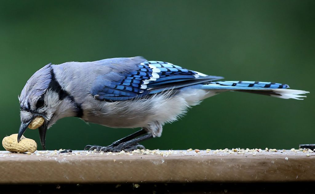 Types of Birds That Eat Peanuts