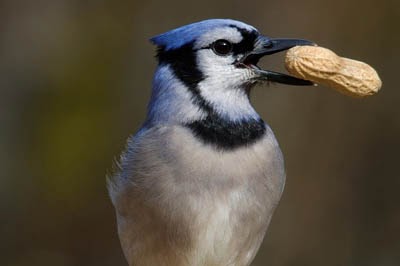 Types of Birds That Eat Peanuts