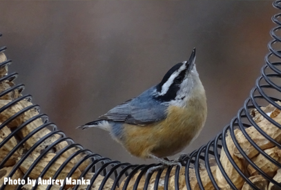 Types of Birds That Eat Peanuts