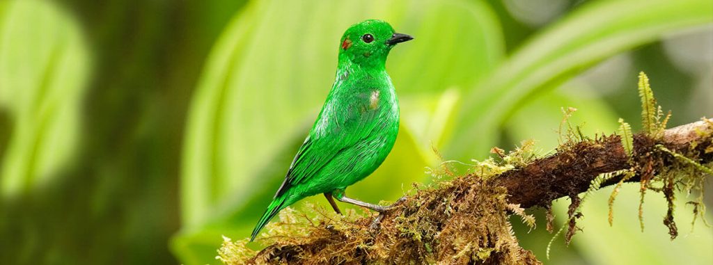 Various Shades of Green Birds