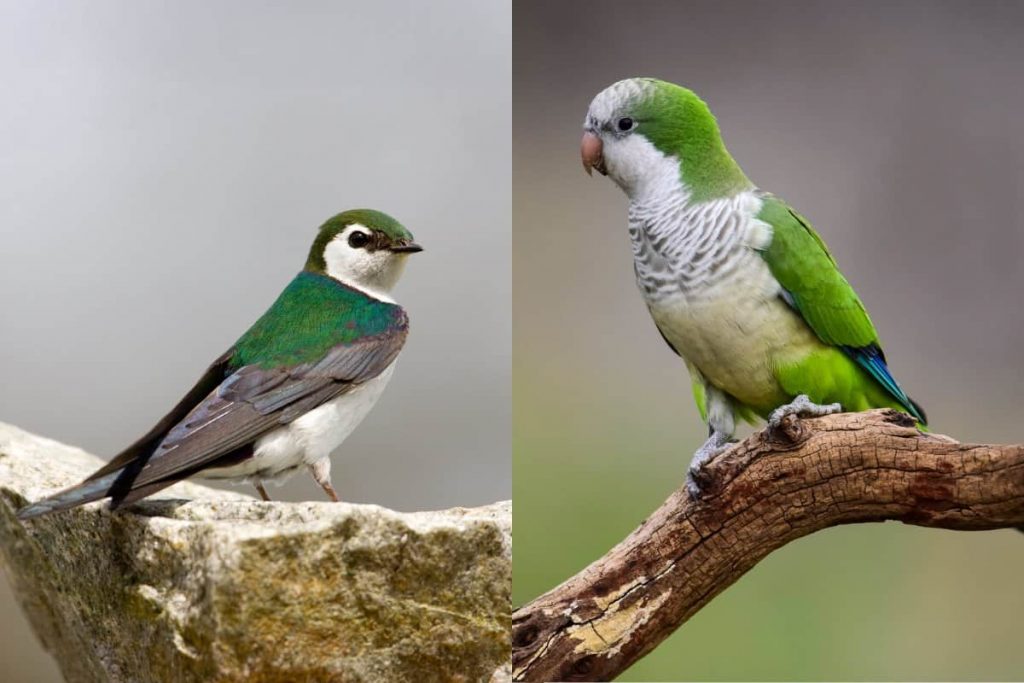 Various Shades of Green Birds