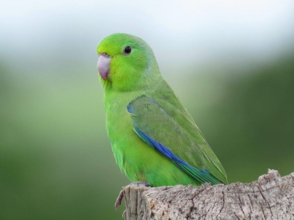 Various Shades of Green Birds