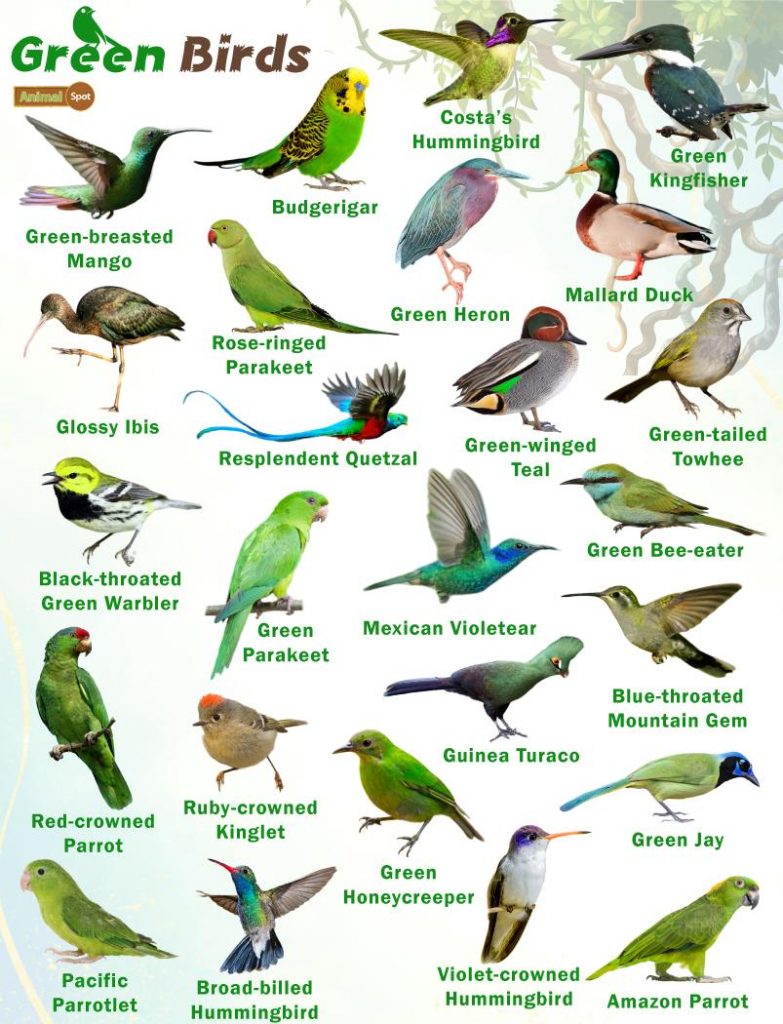 Various Shades of Green Birds