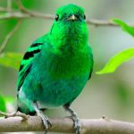 Various Shades of Green Birds