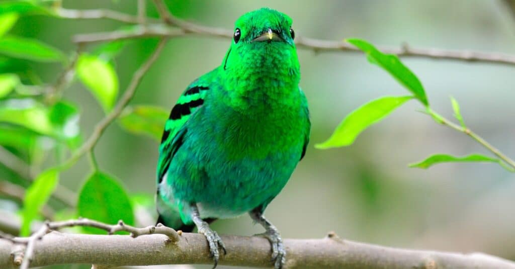 Various Shades of Green Birds