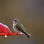 When to Put Up and Take Down Hummingbird Feeders