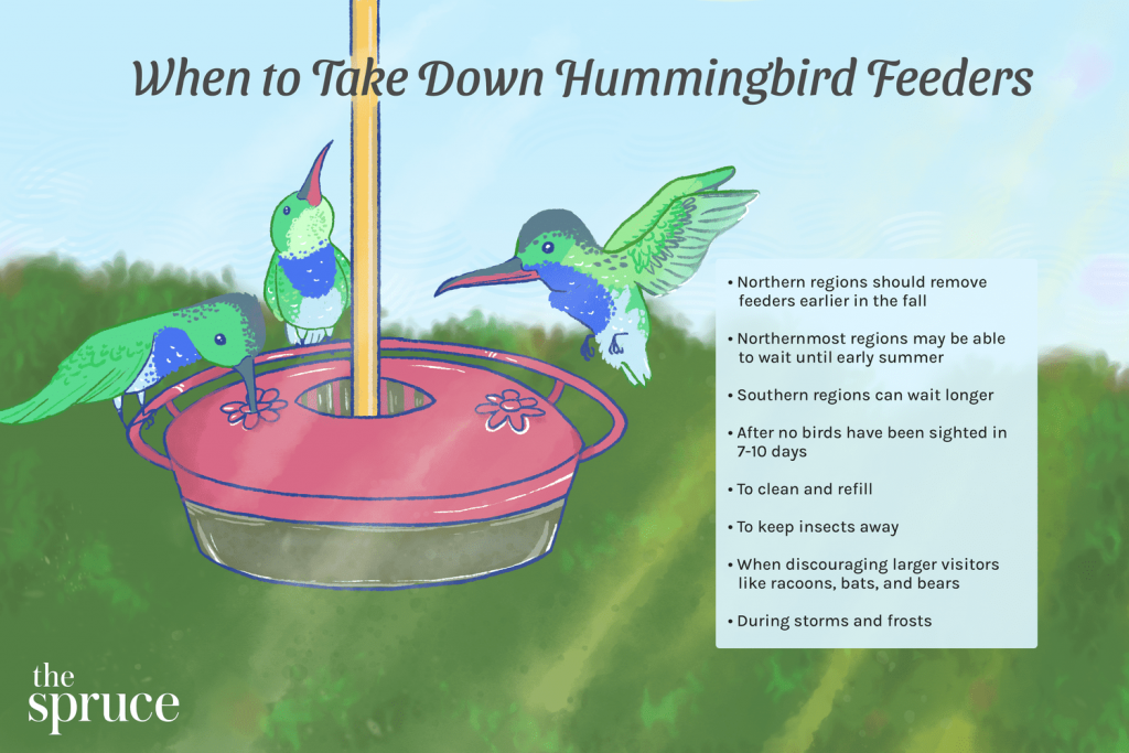 When to Put Up and Take Down Hummingbird Feeders