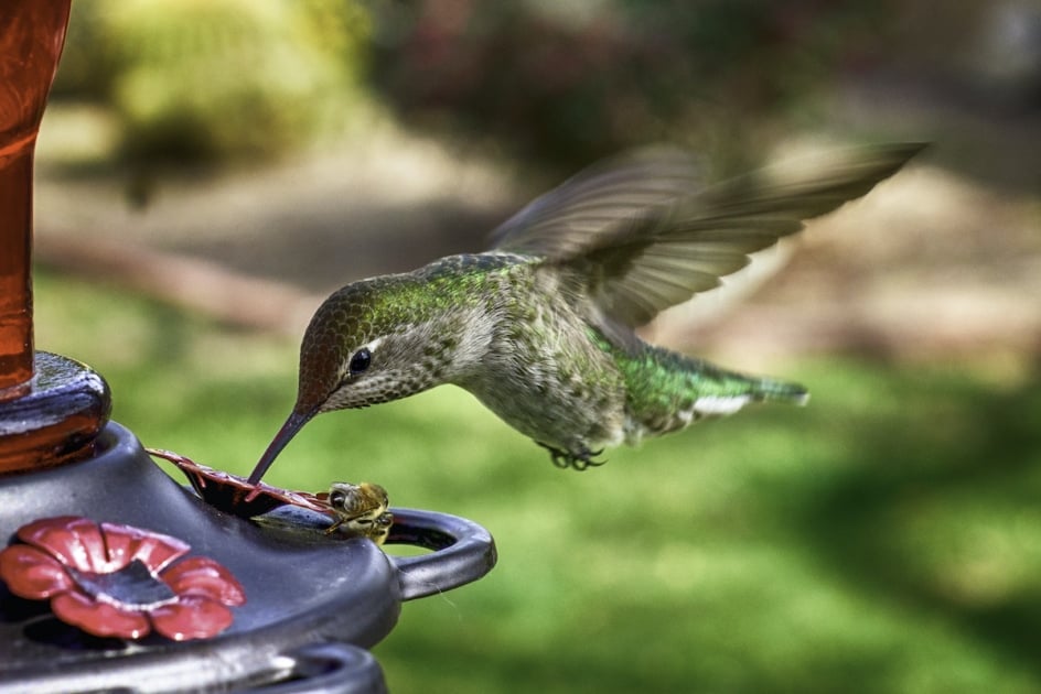 When to Put Up and Take Down Hummingbird Feeders