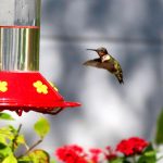 Why are hummingbird feeders red?