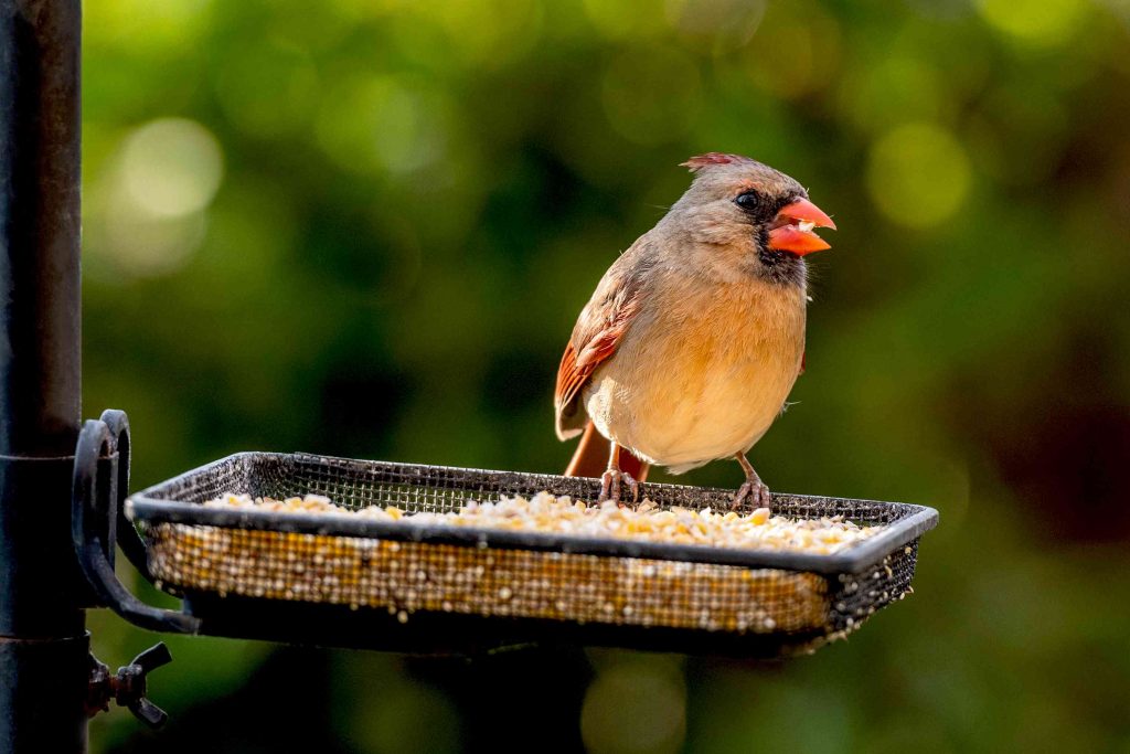 Why Cracked Corn Is a Popular Bird Food Choice