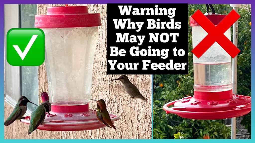 Why Hummingbirds May Not Come to Your Feeder and How to Solve it