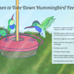 Why Hummingbirds May Not Come to Your Feeder and How to Solve it